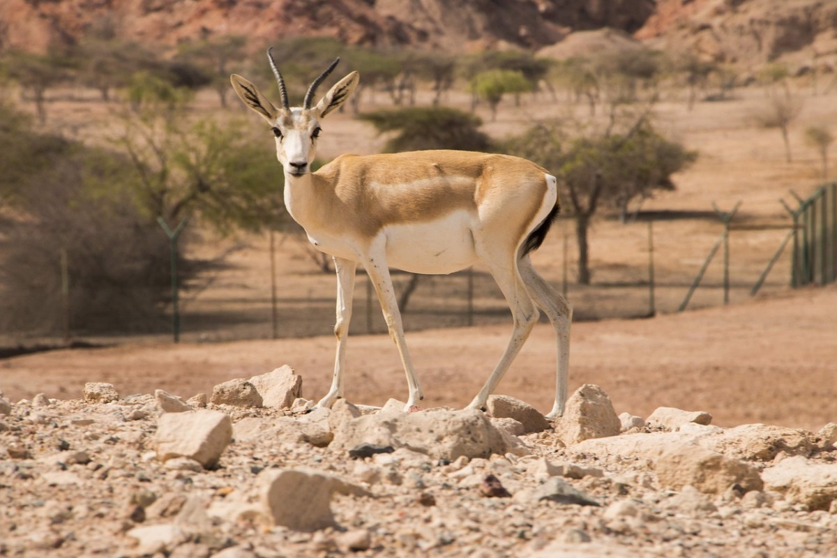 Benvenuti all'isola Sir Bani Yas, mare cristallino e riserva per le specie arabe in via di estinzione