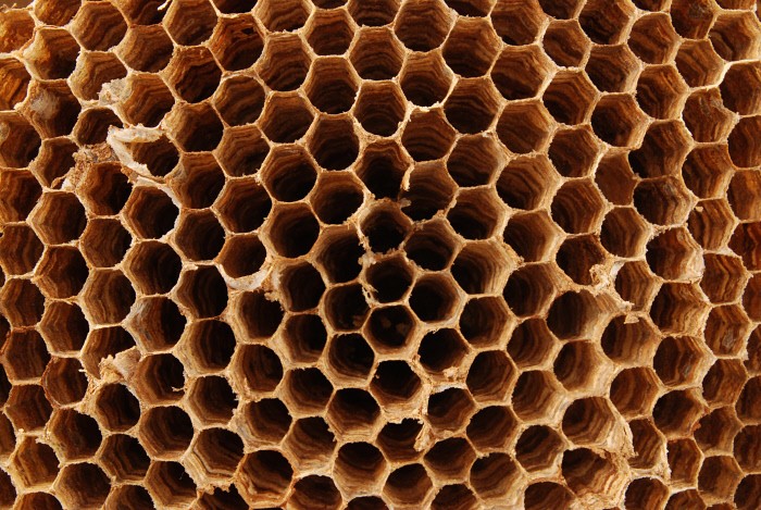 Cinque metodi per eliminare le vespe in casa e in giardino