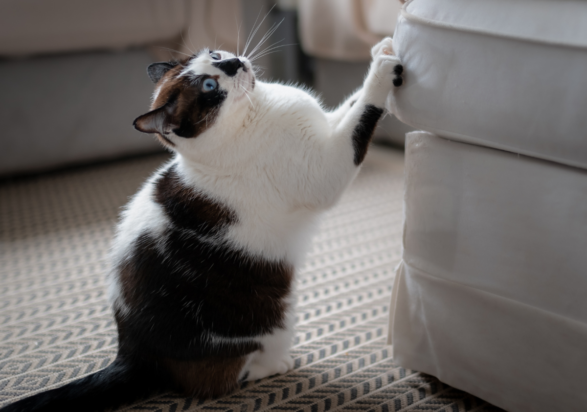 come proteggere il divano dal gatto come proteggere il divano dal gatto
