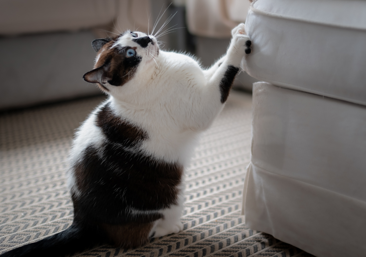 Divano per gatto verde