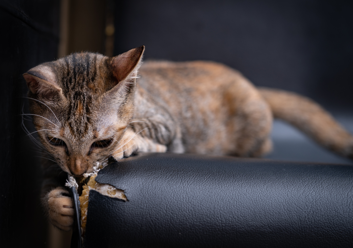 Caro umano disperato, ecco come proteggere il divano dal gatto