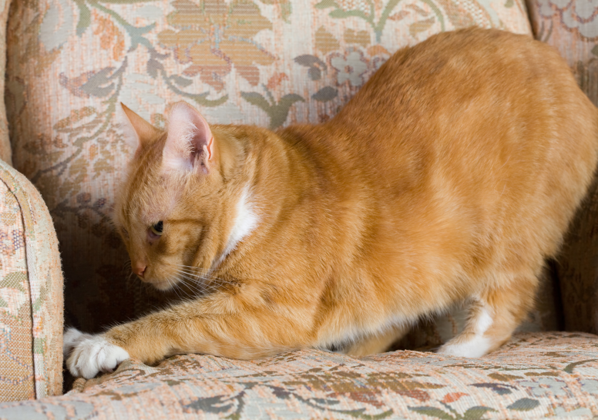 Caro umano disperato, ecco come proteggere il divano dal gatto