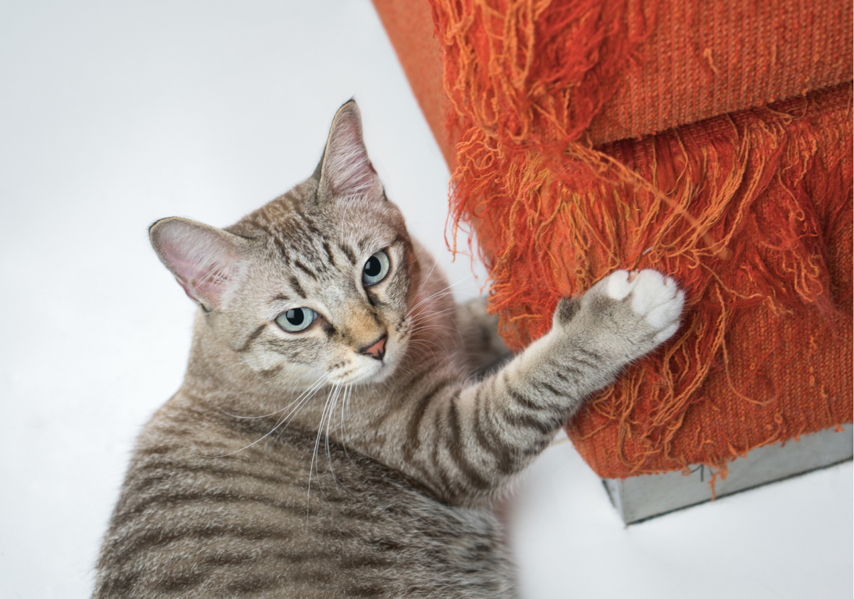 Caro umano disperato, ecco come proteggere il divano dal gatto