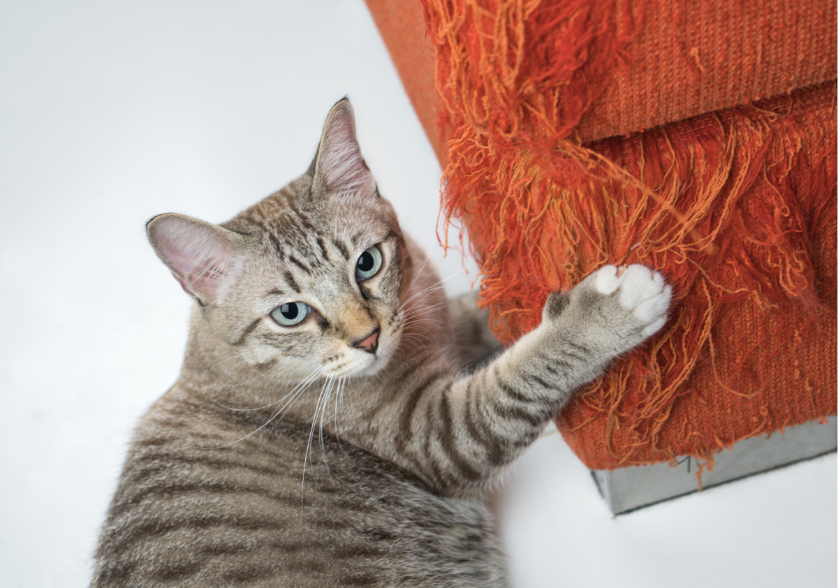 Come proteggere il divano da cani e gatti, peli e graffi