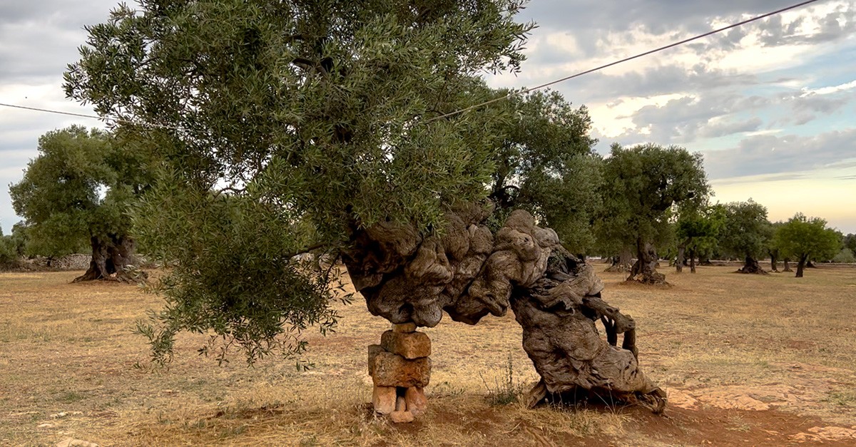 Masseria Brancati