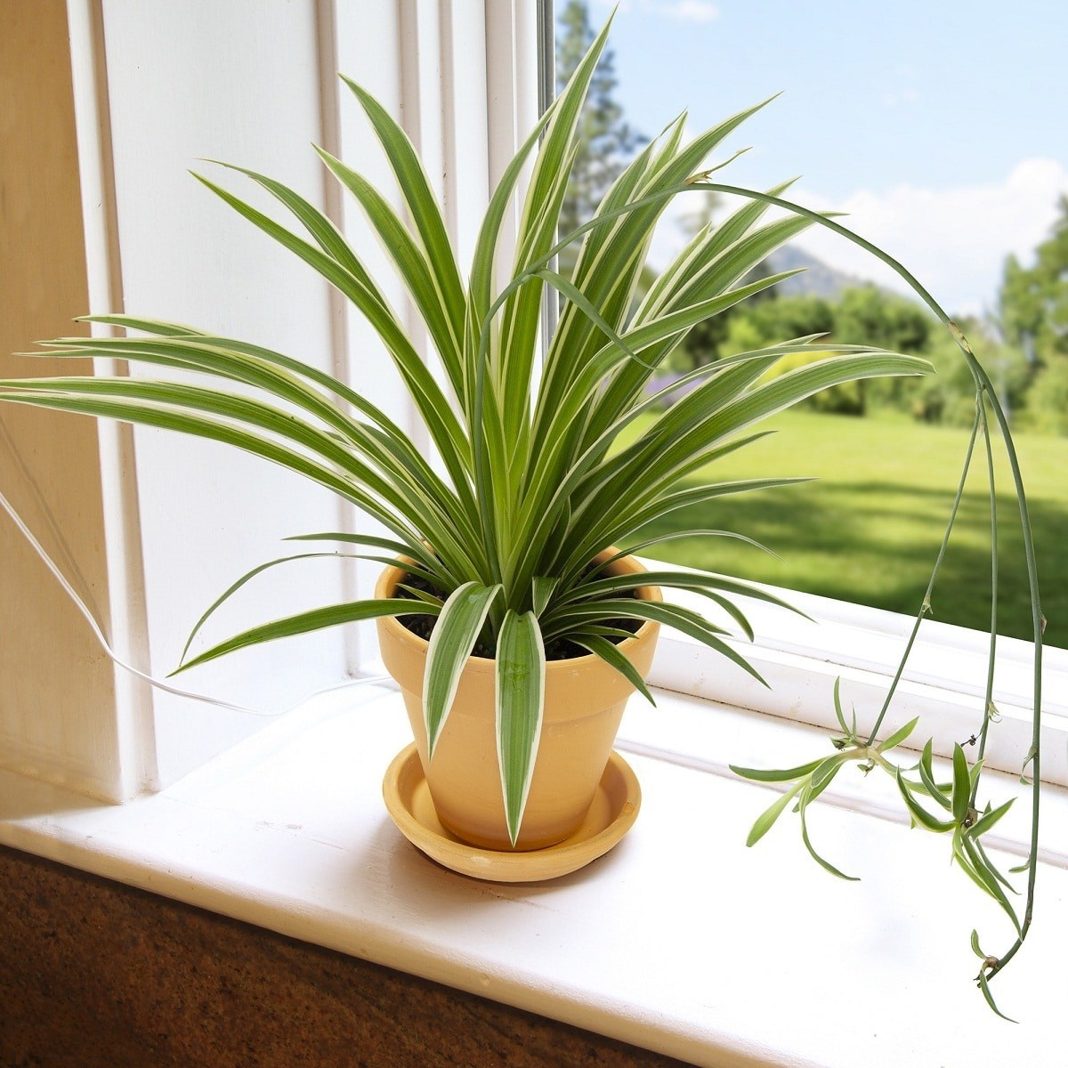 Chlorophytum