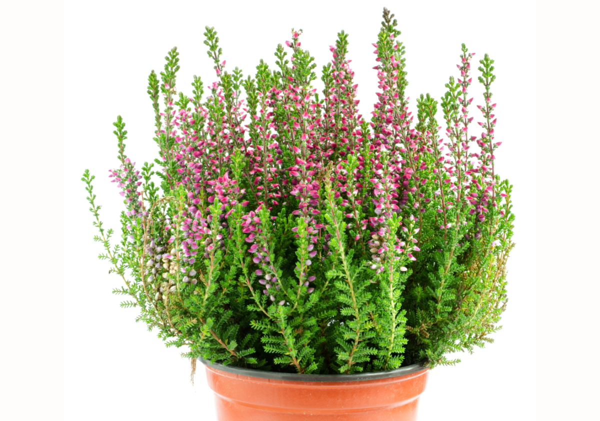 calluna vulgaris - plantas de exterior de invierno resistentes a las heladas