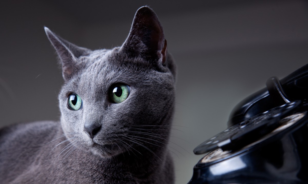 gatto in casa