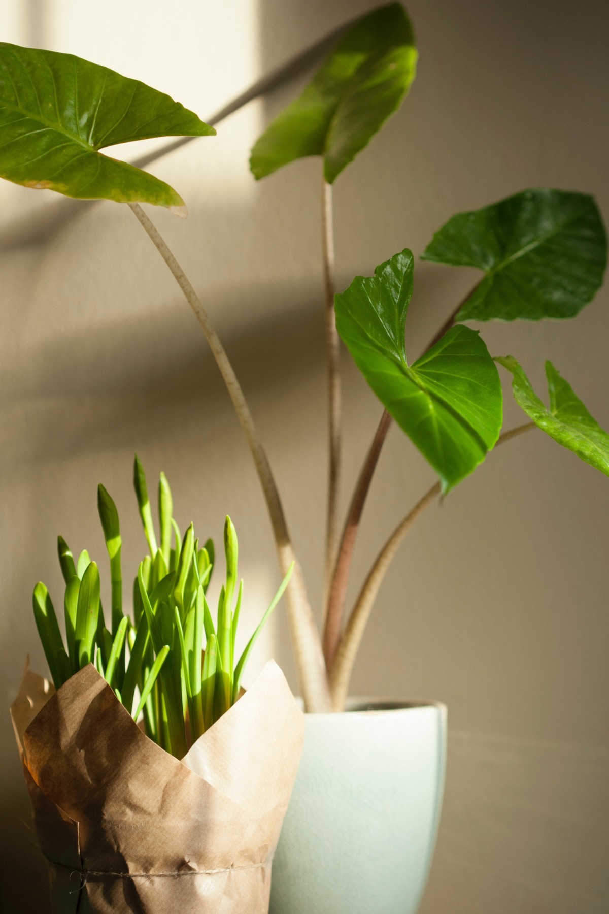 Fiori secchi e piante finte in vaso multicolore per la decorazione della  casa