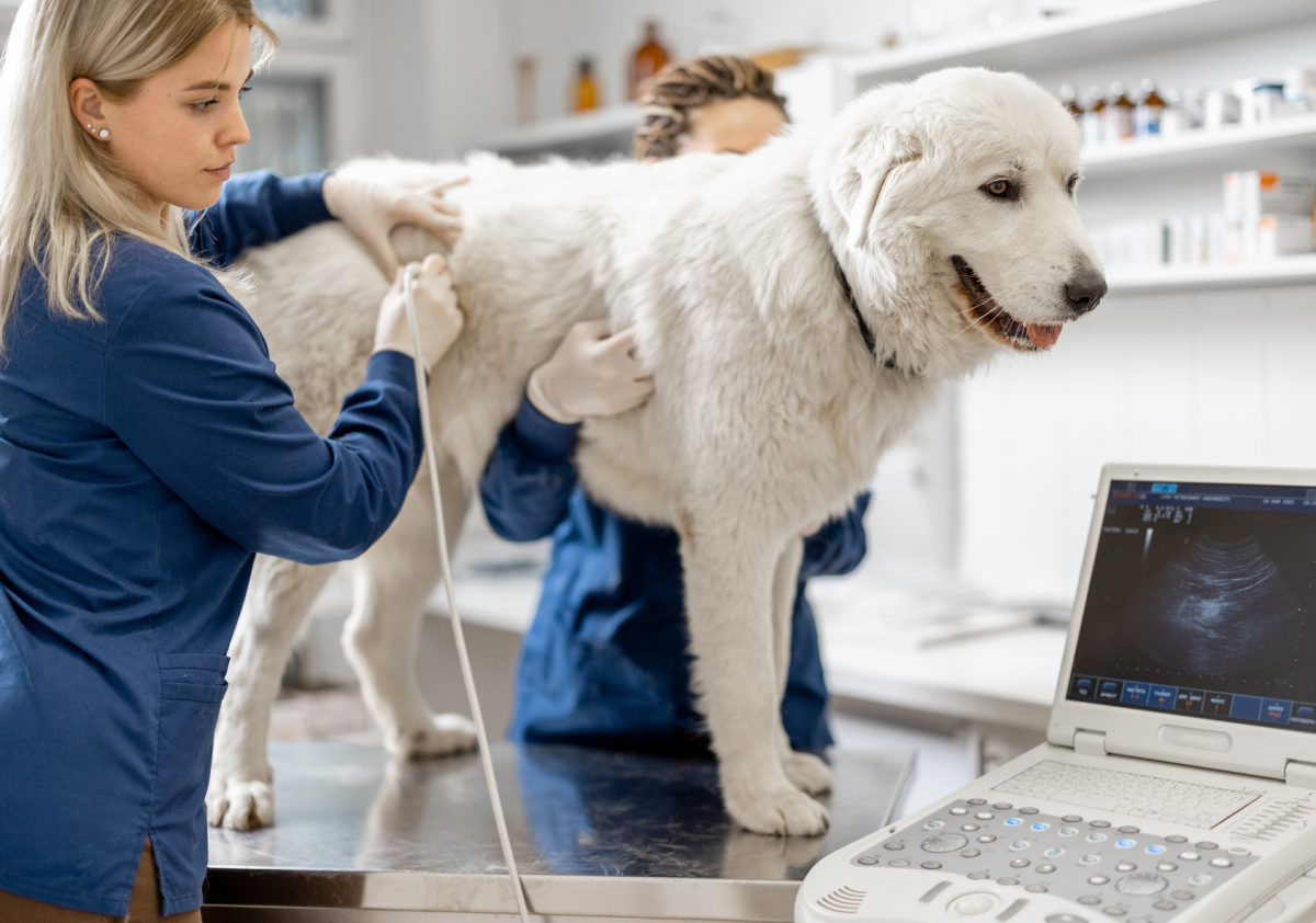 progettare ambulatorio veterinario completo
