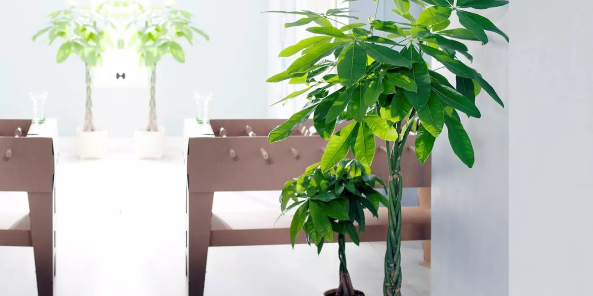 piante eleganti da appartamento