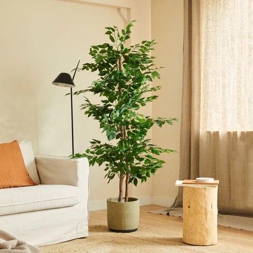 piante eleganti da appartamento