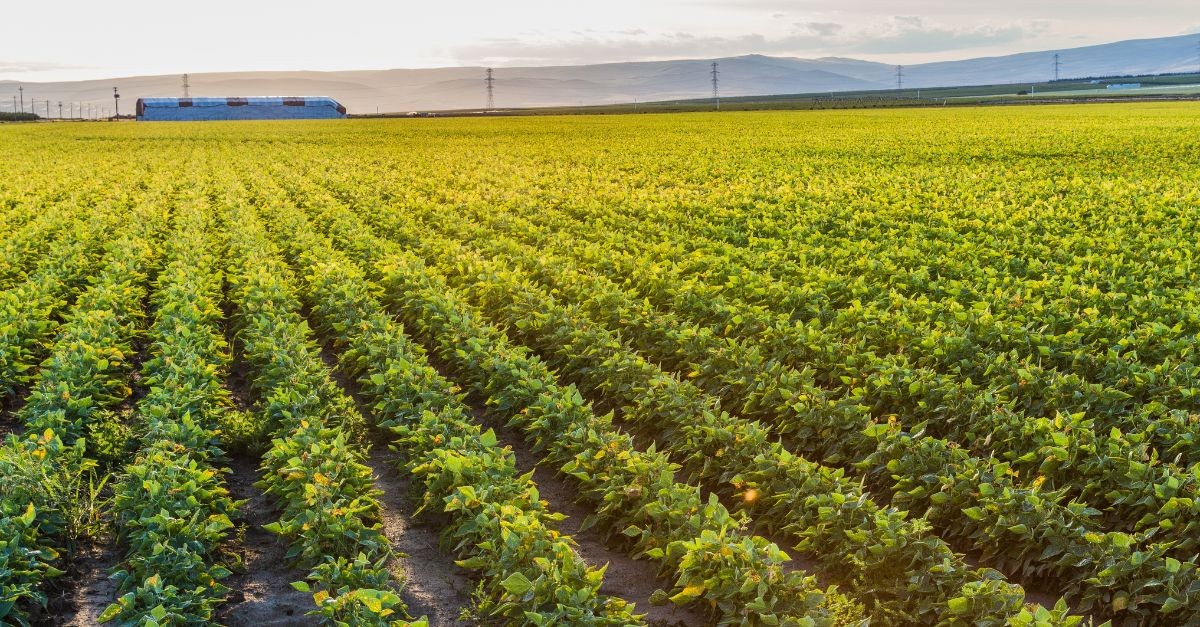 scrittura privata affitto terreno agricolo