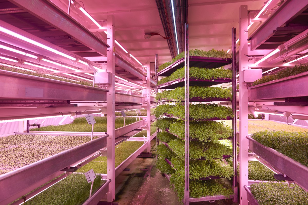 Agricultura vertical