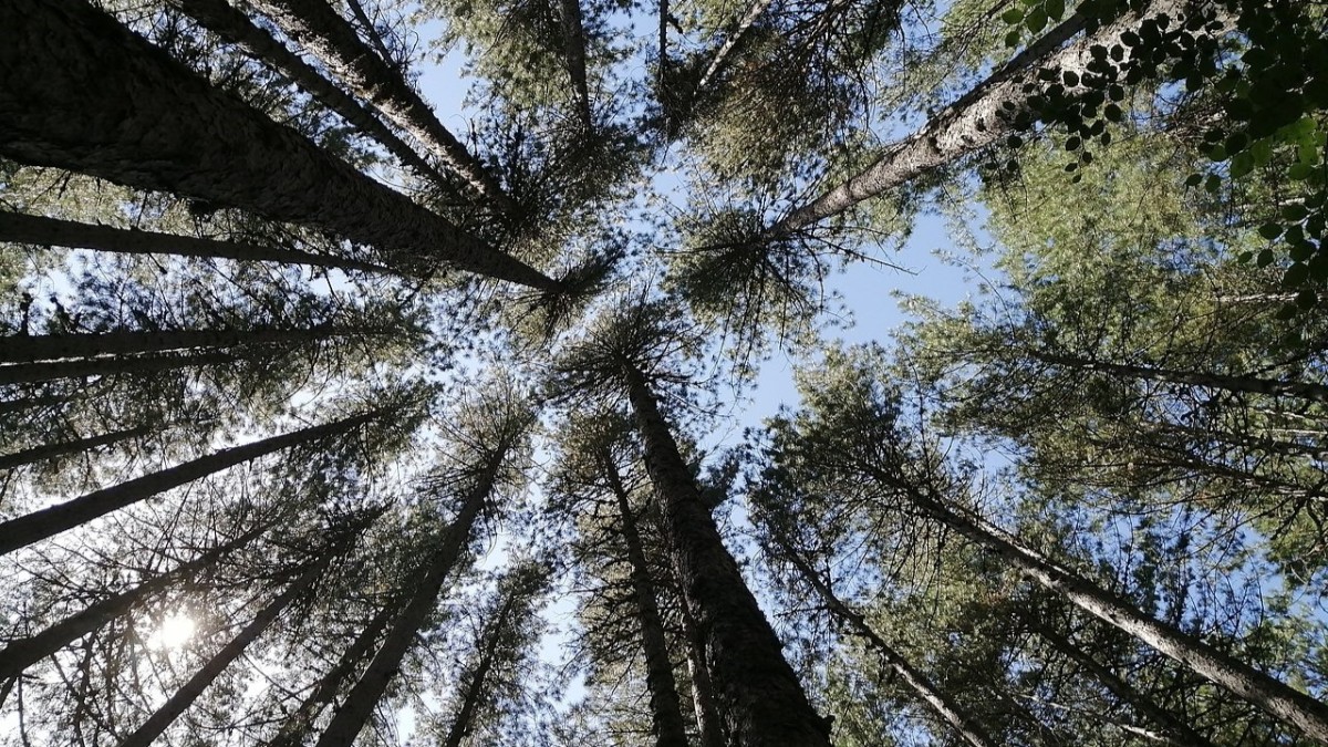 parco nazionale della sila
