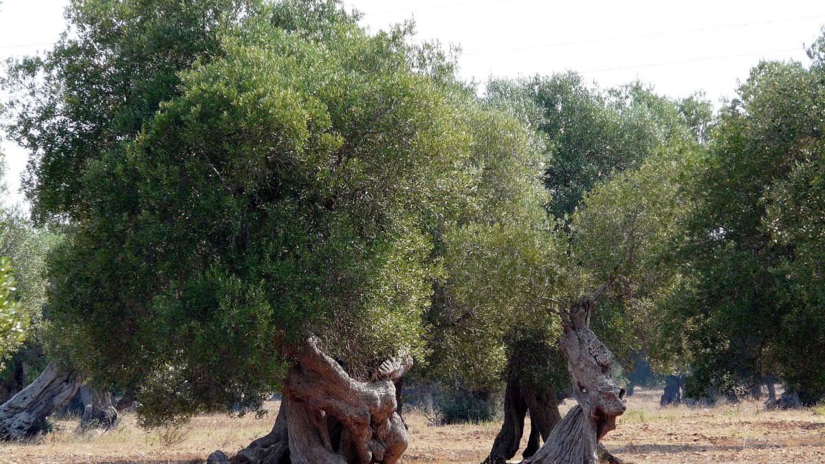 cosa vedere in salento