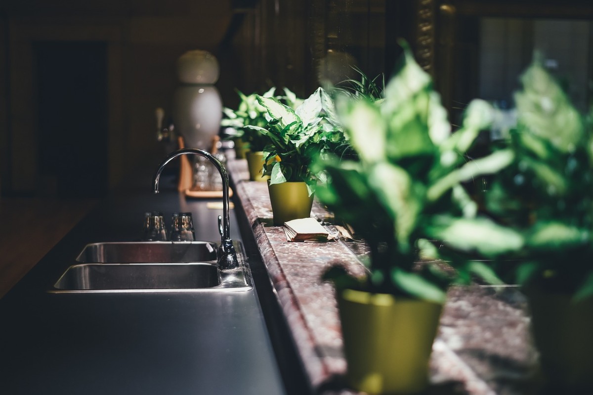 As plantas ajudam a manter a casa fresca
