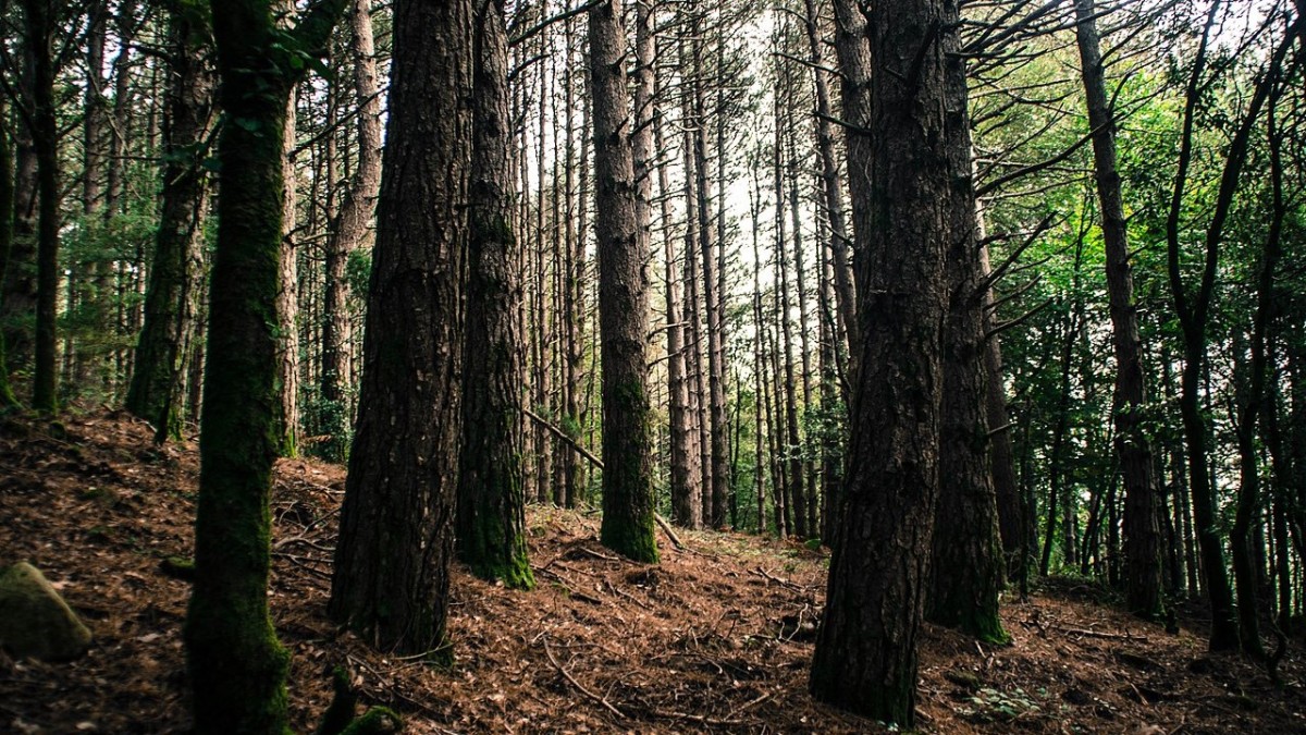 cosa vedere sull'aspromonte