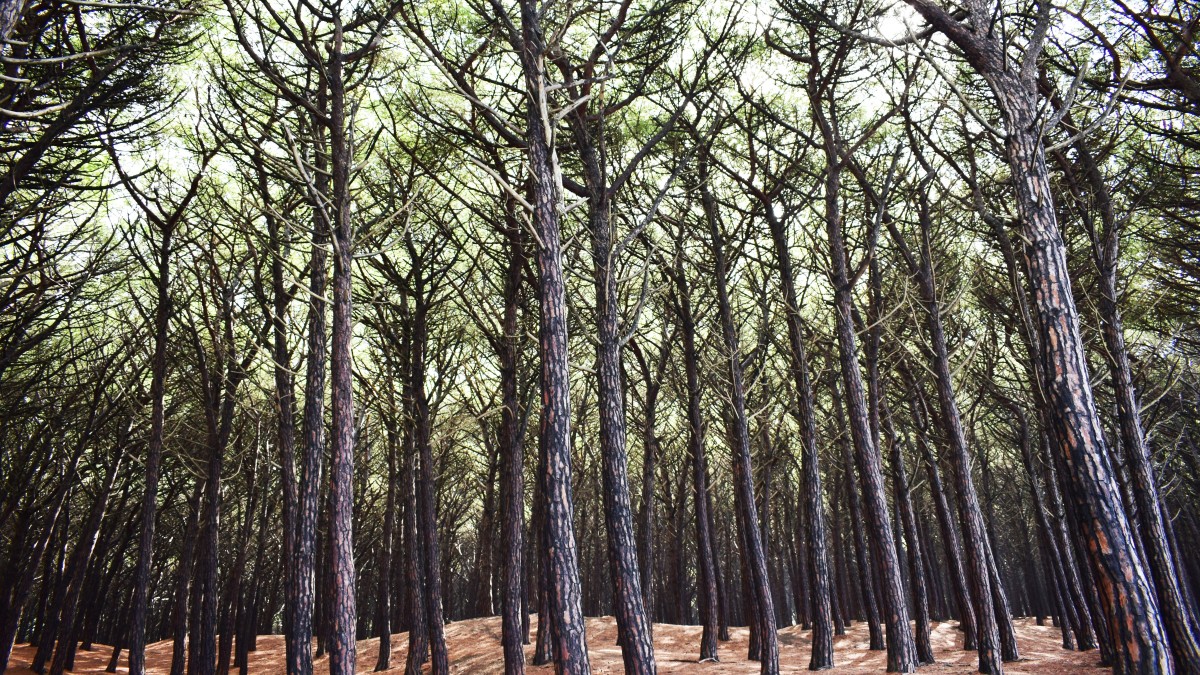 cosa vedere a cecina