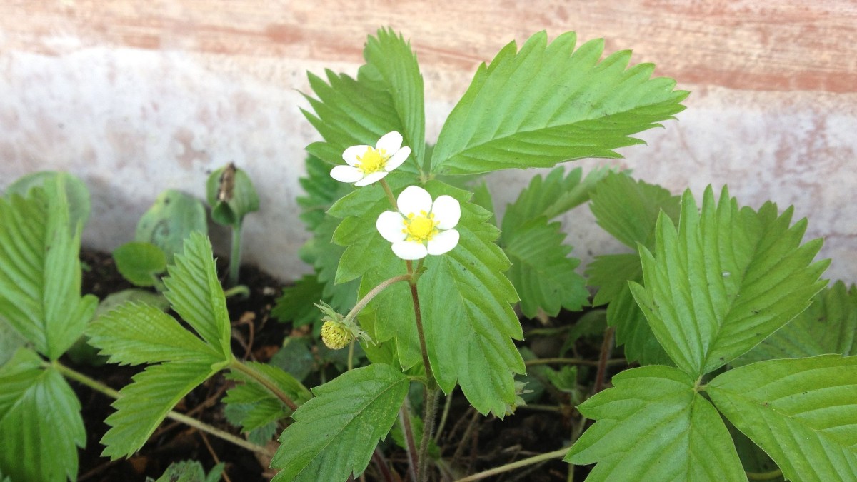 stoloni fragole