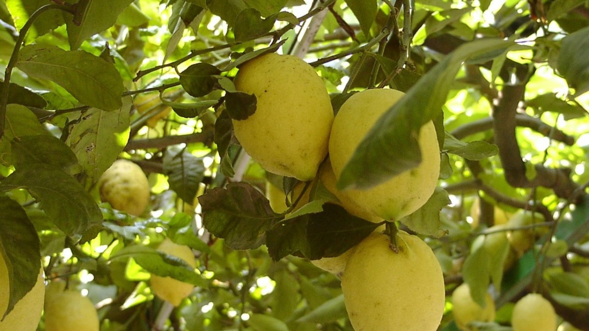 cosa vedere a ravello