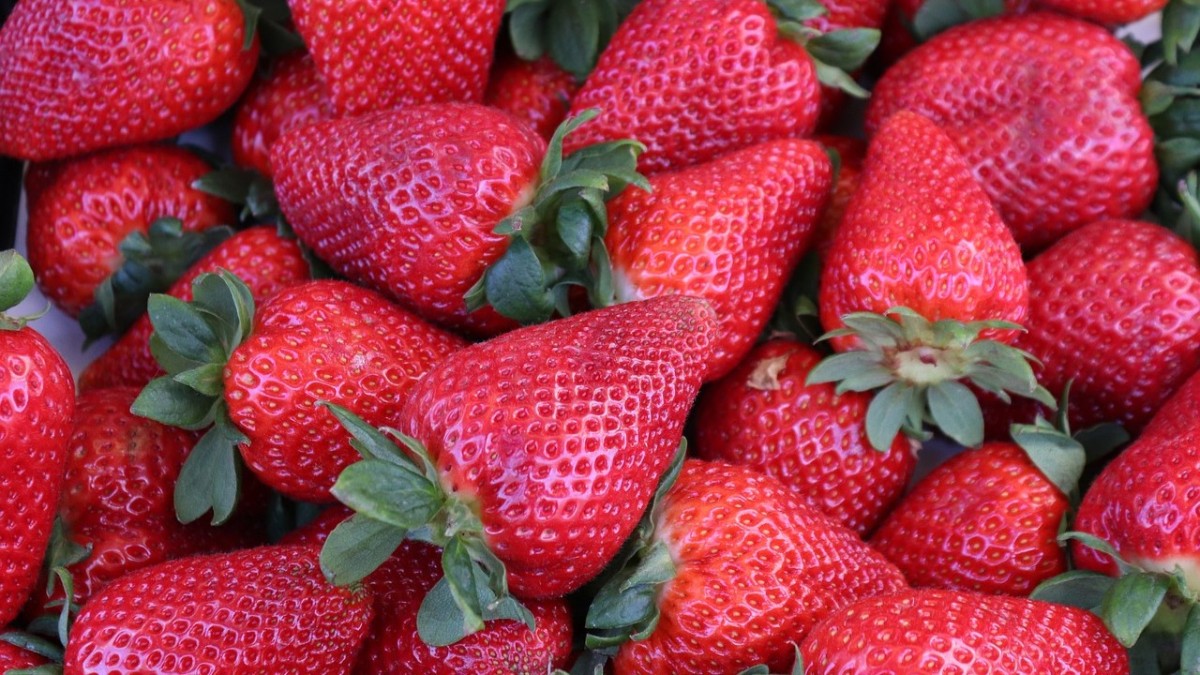 stoloni fragole