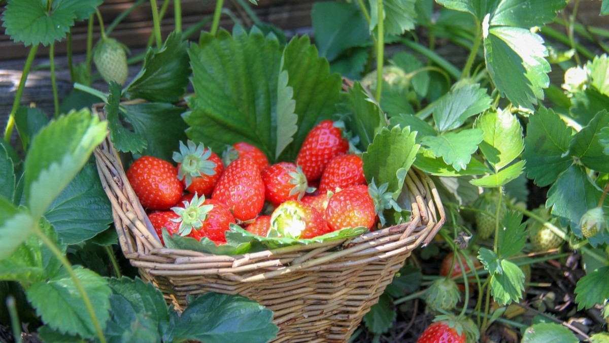 stoloni fragole