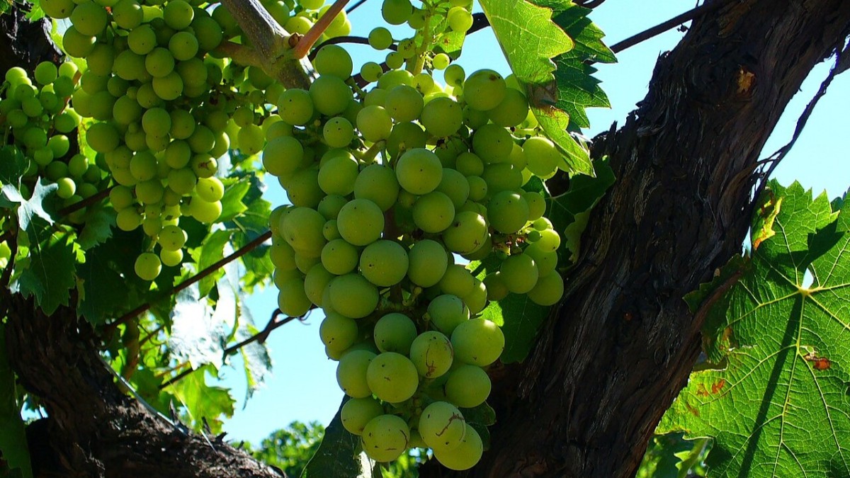 cosa vedere a san salvo