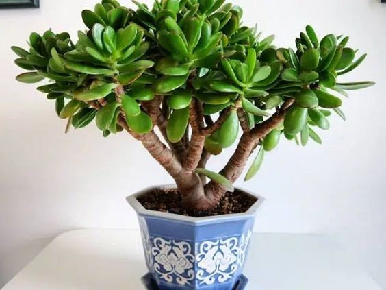 Planta