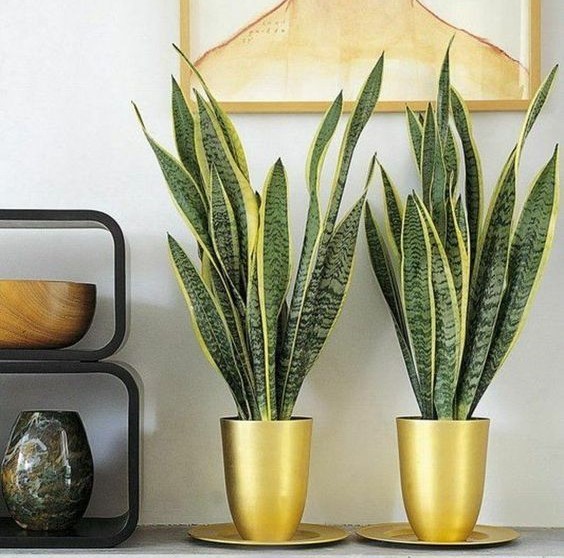 Planta