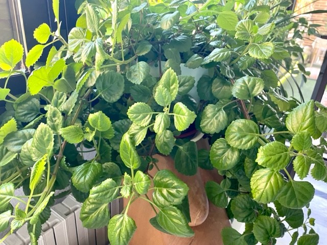 Planta