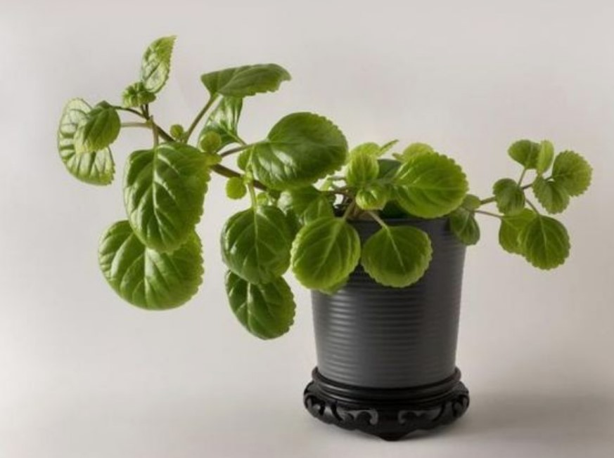 Planta