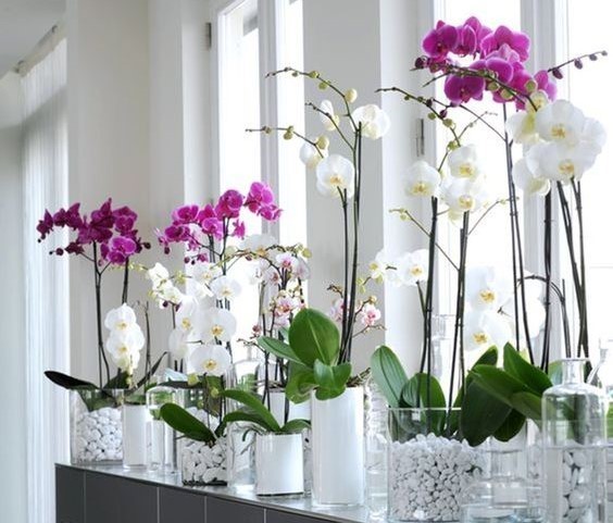 Piante di Orchidea Artificiali che non muoiono mai – idea fiori