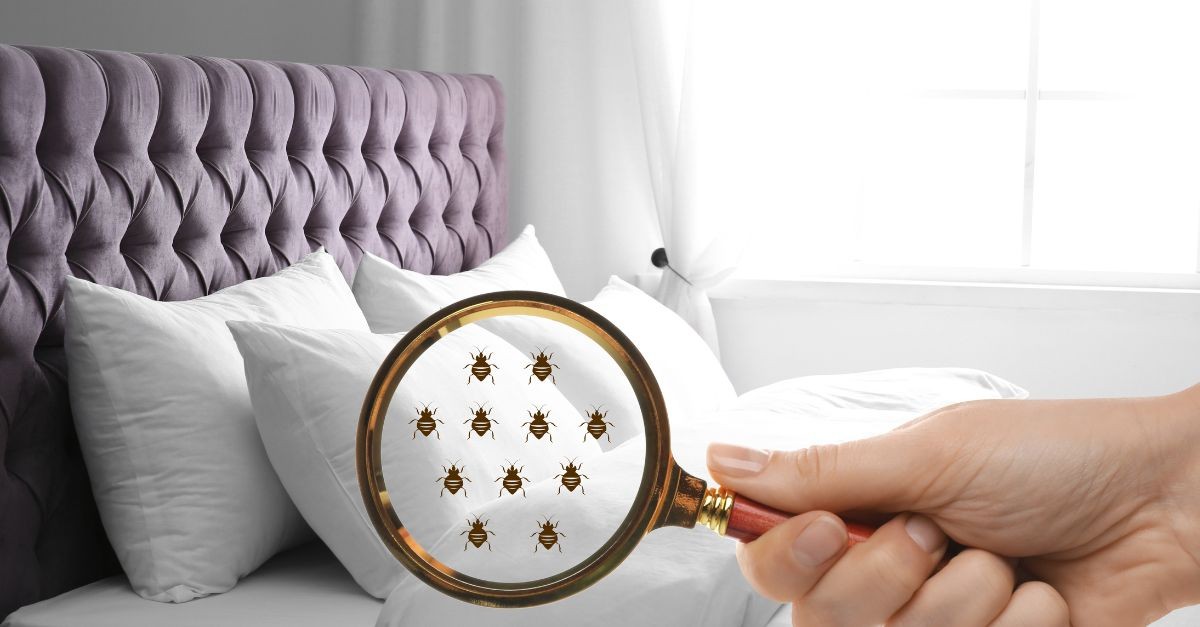 come eliminare le cimici da letto