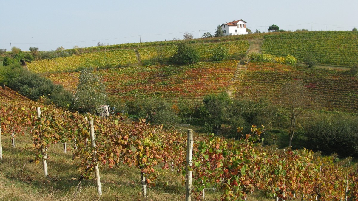dove degustare vino in piemonte