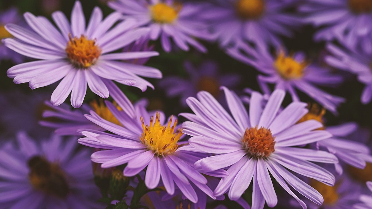 Aster in autunno