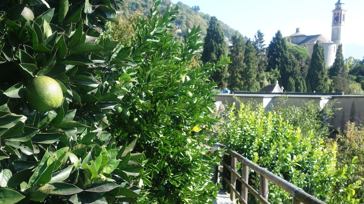 cosa vedere a cannero riviera