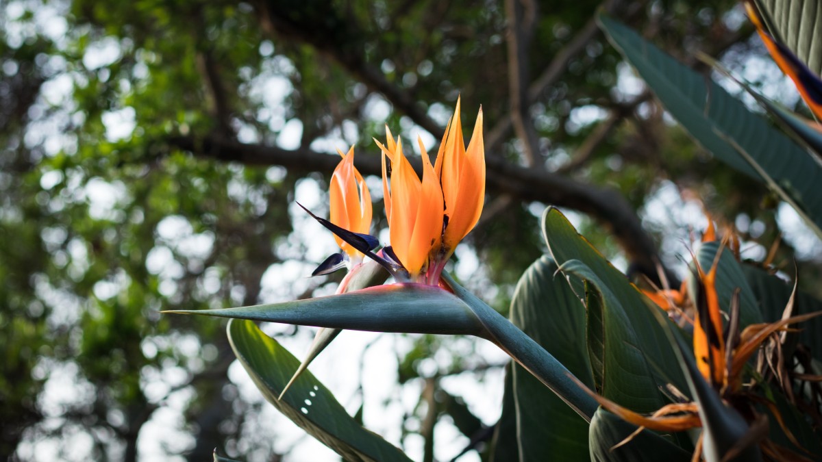 uccello del paradiso