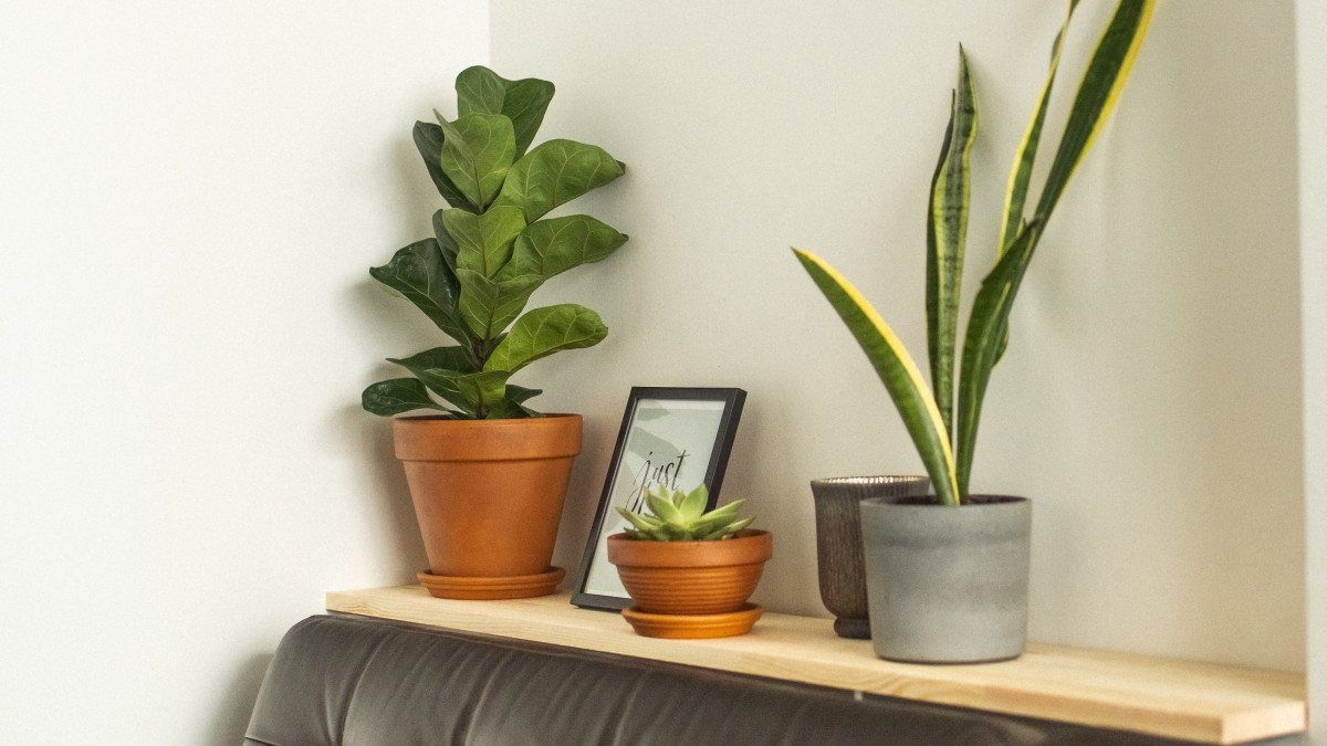 sansevieria benefici