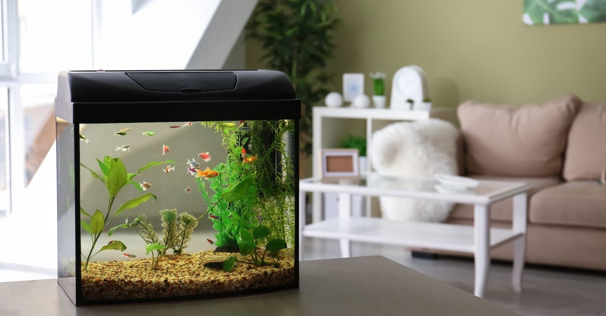 animali che si possono tenere in casa
