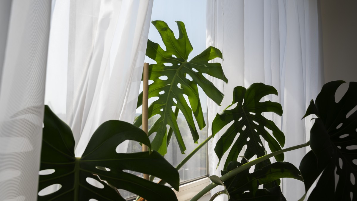 piante tropicali da interno