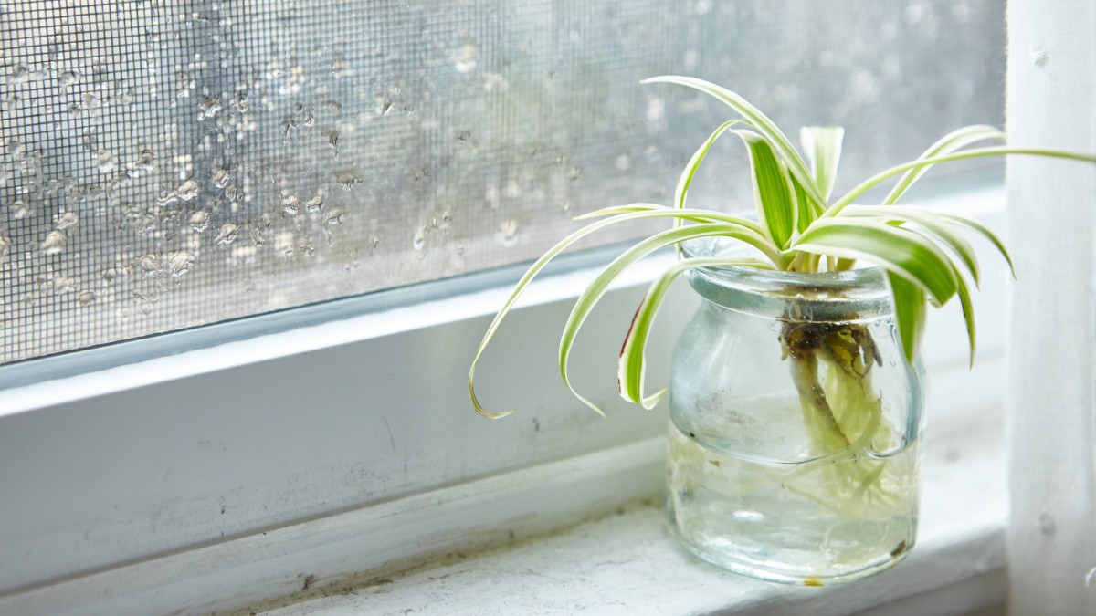 Le piante che assorbono umidità da tenere in casa durante l'inverno