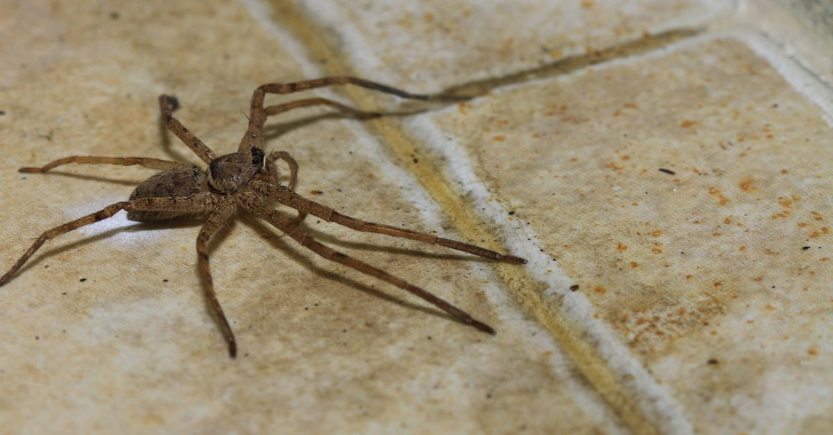 uccidere un ragno in casa porta fortuna