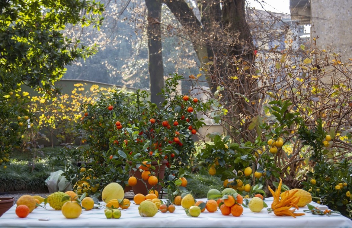 Agrumi a Villa Necchi Campiglio