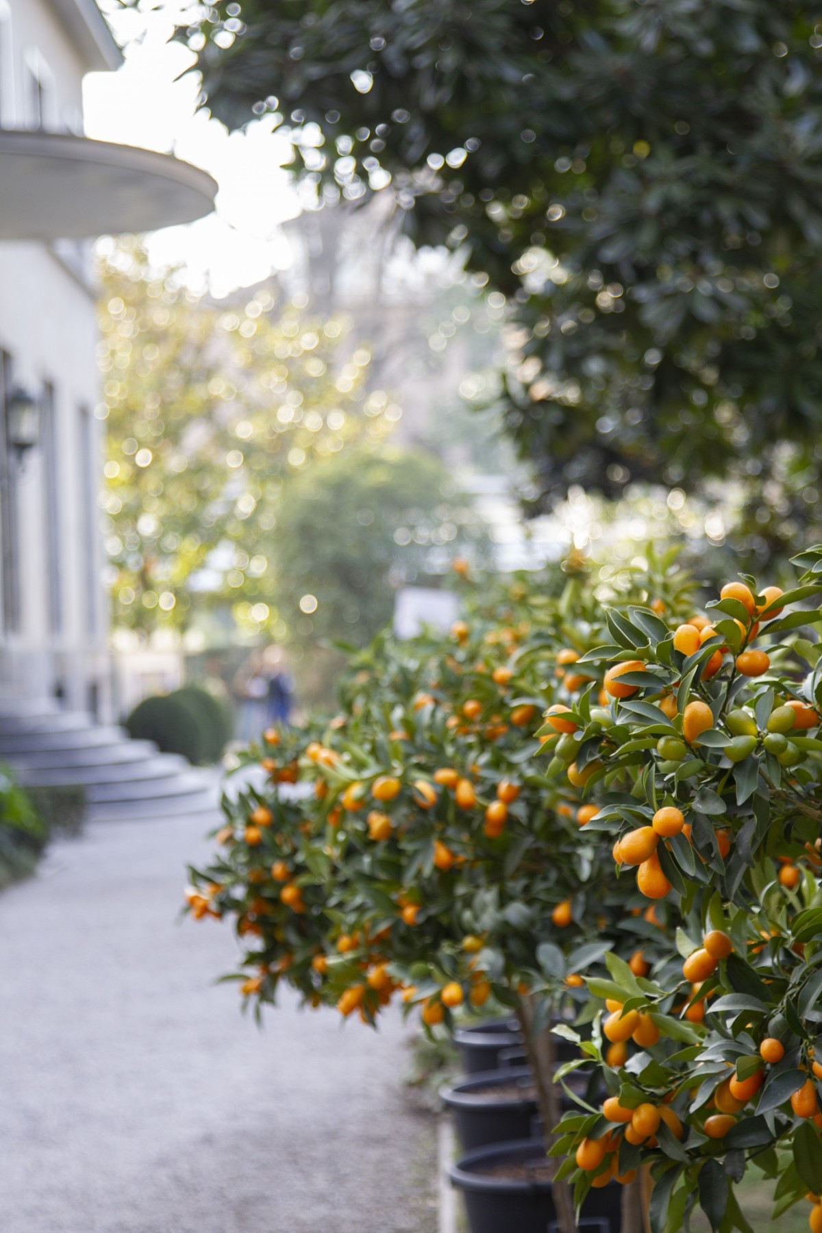 Agrumi a Villa Necchi Campiglio