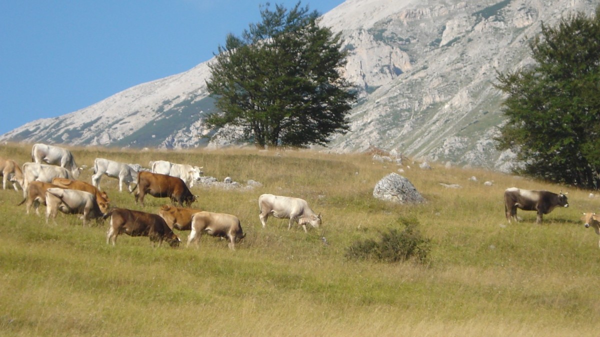 cosa vedere a campo di giove