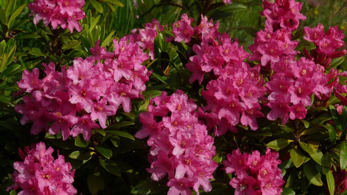 rododendro inverno