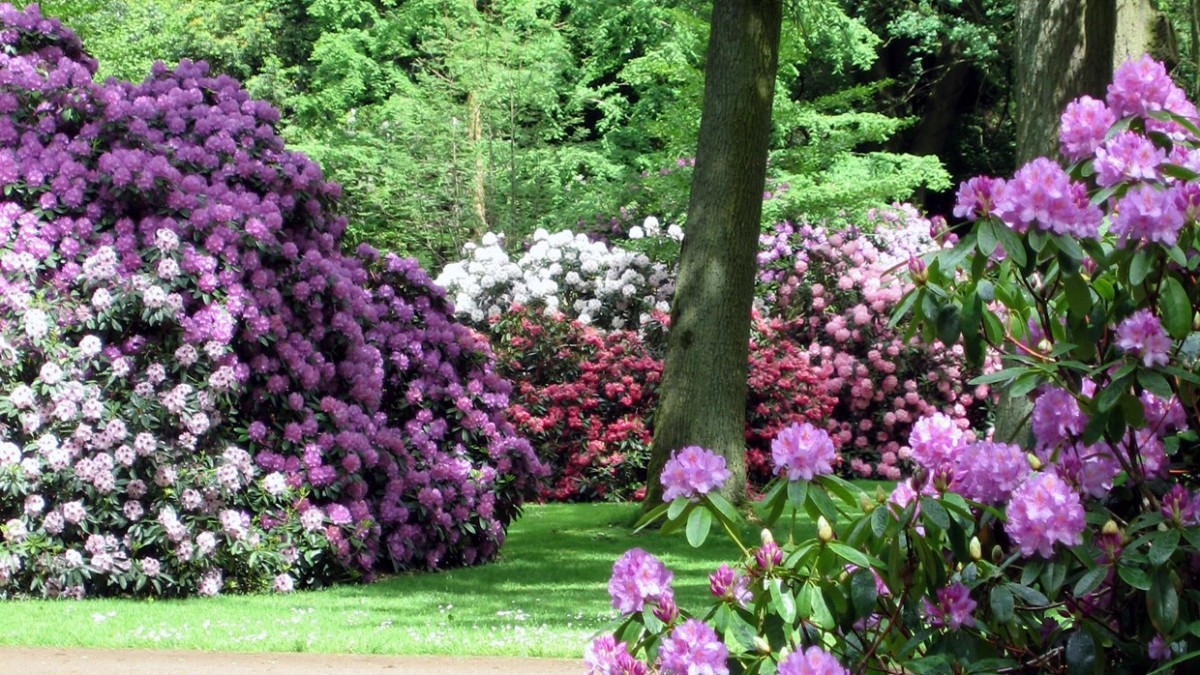 rododendro inverno