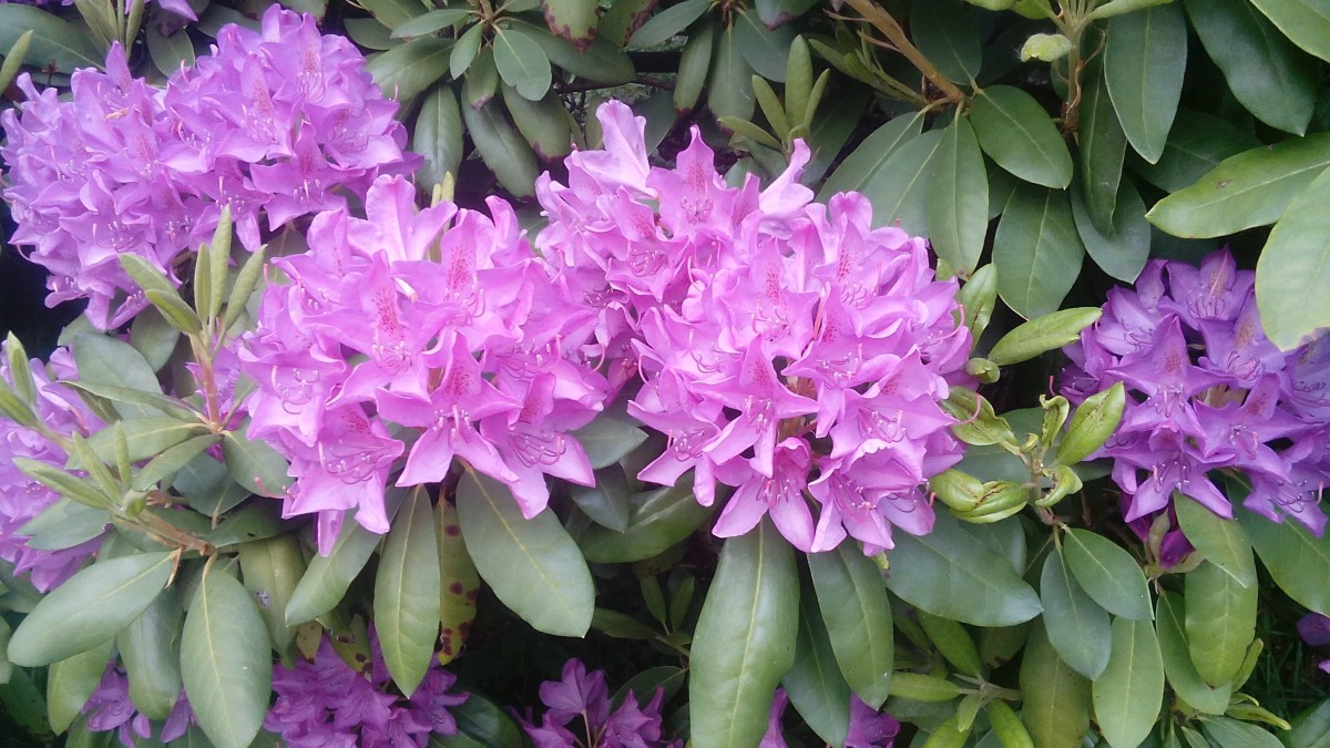 rododendro inverno