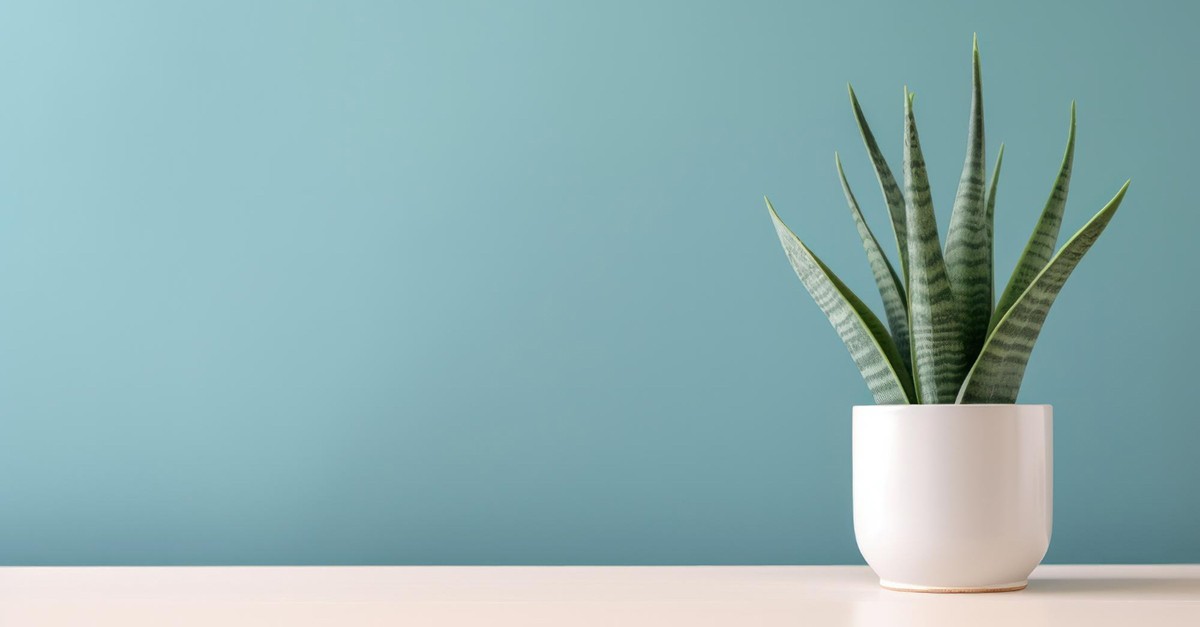 come innaffiare la sansevieria